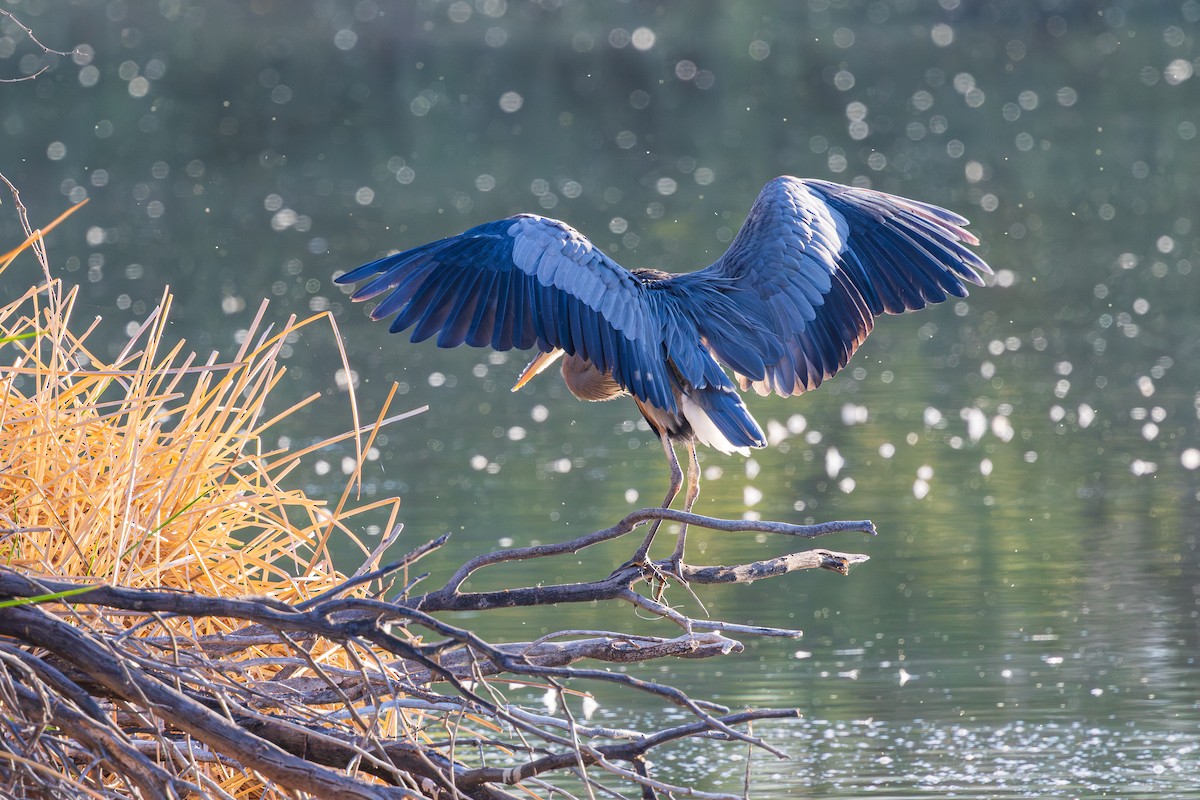 Grand Héron - ML644501297