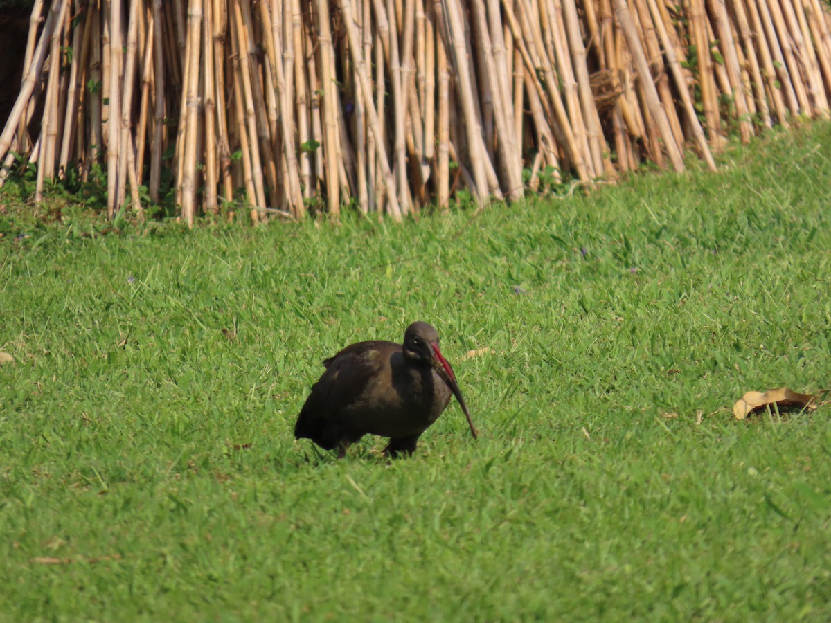 hadadaibis - ML644501300