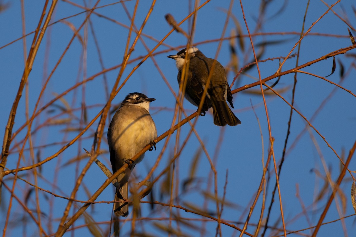 Light-vented Bulbul (sinensis) - ML644501303