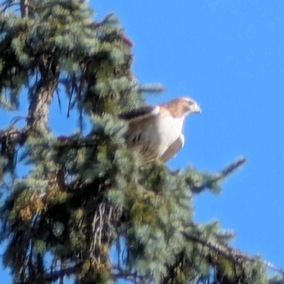 Poiana codarossa - ML644501307