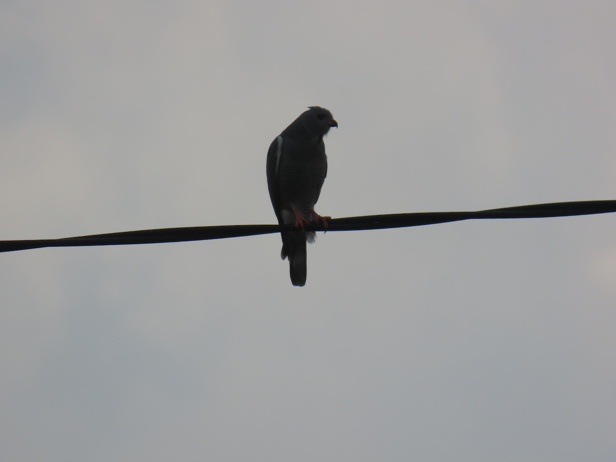 Ящеричный ястребок - ML644501311