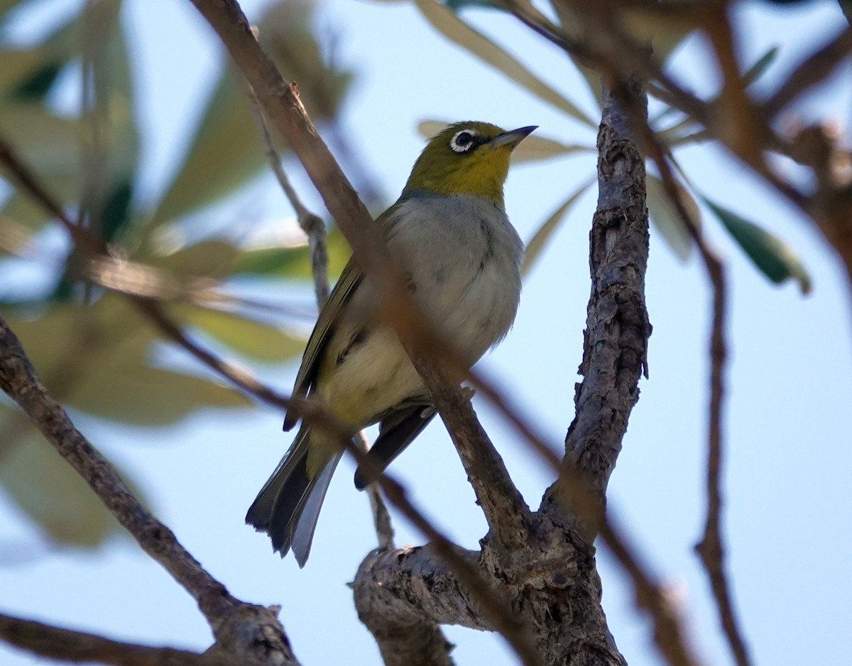 Silvereye - ML644501314