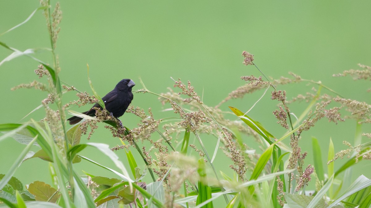 Black-billed Seed-Finch - ML644501319