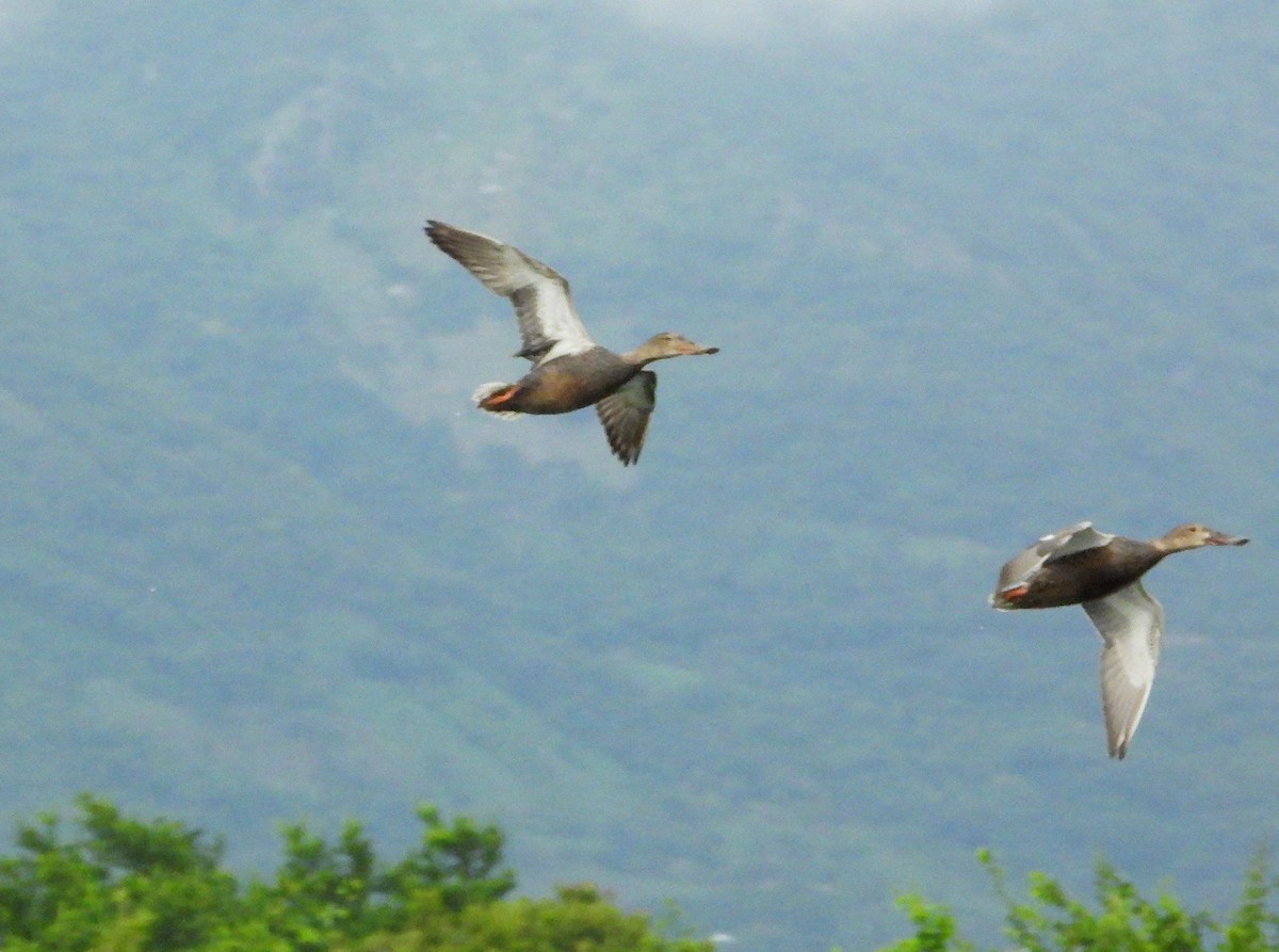 Canard souchet - ML644501329