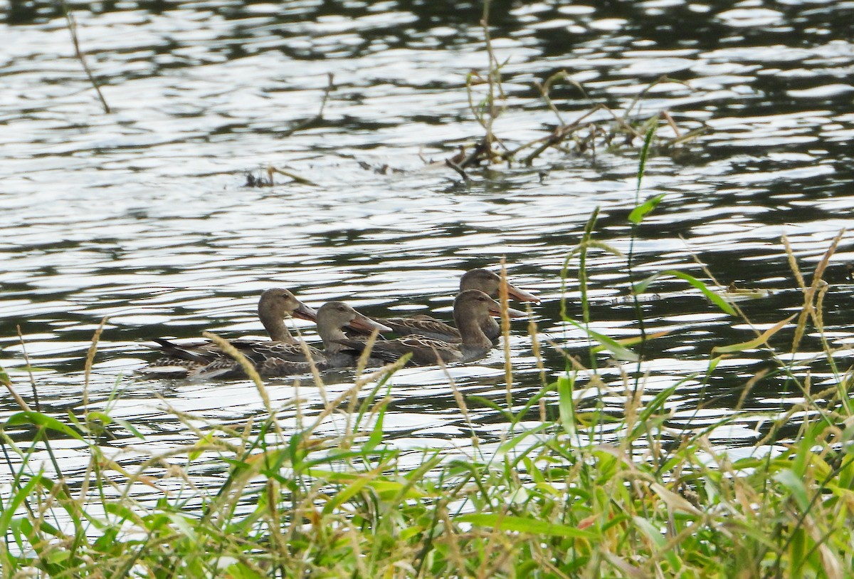 Canard souchet - ML644501330