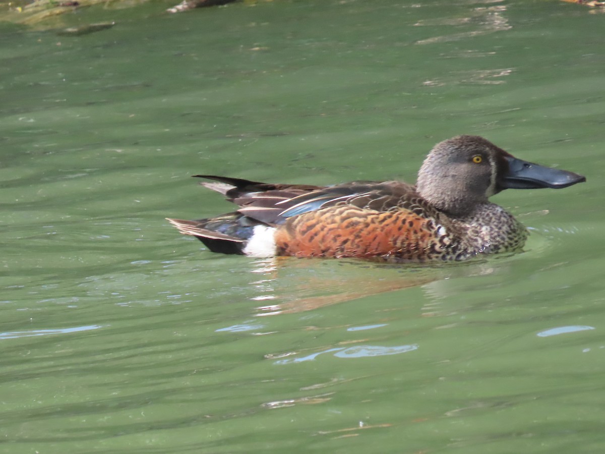 Австралийская широконоска - ML644501333