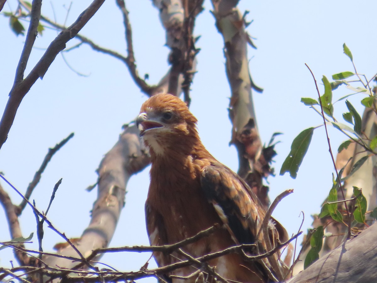 Square-tailed Kite - ML644501337