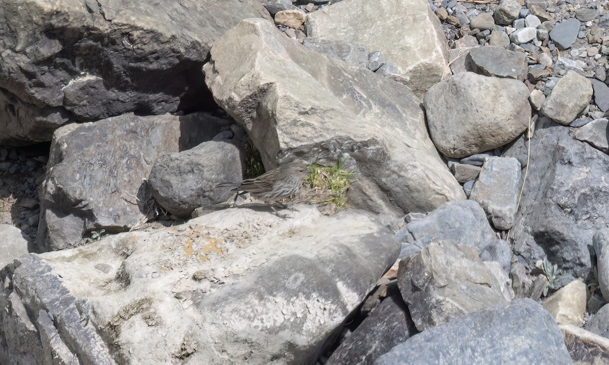 Yal Plebeyo - ML644501342