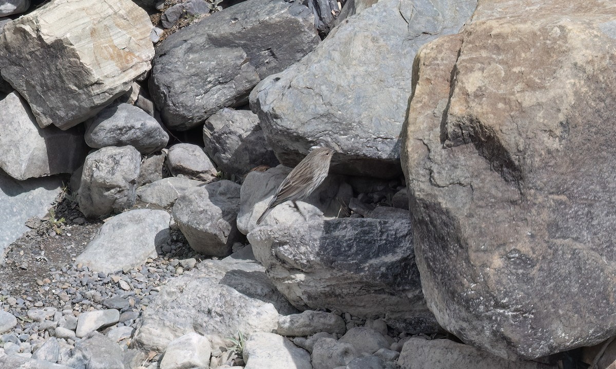 Yal Plebeyo - ML644501343