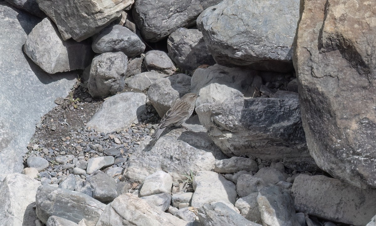 Yal Plebeyo - ML644501344