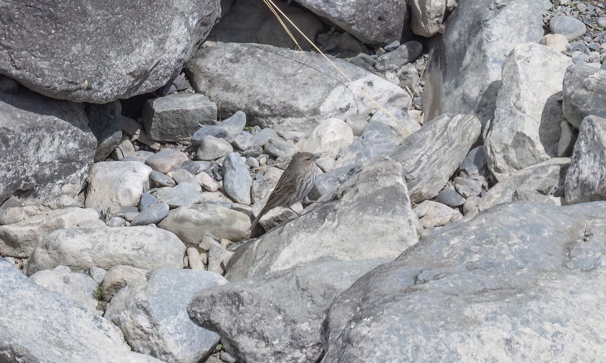 Yal Plebeyo - ML644501345