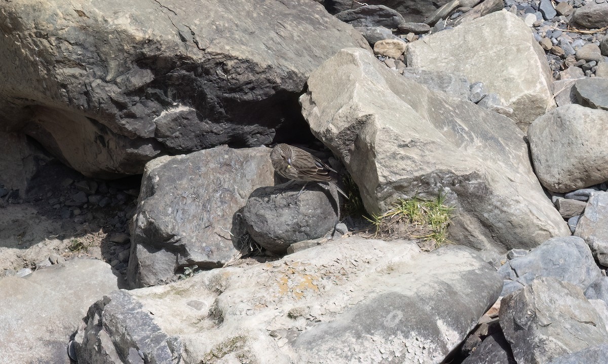 Yal Plebeyo - ML644501346