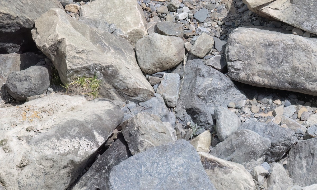 Yal Plebeyo - ML644501347