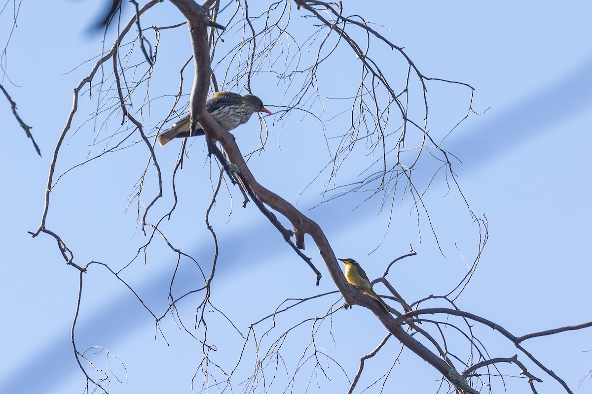 キムネミツスイ - ML644501351