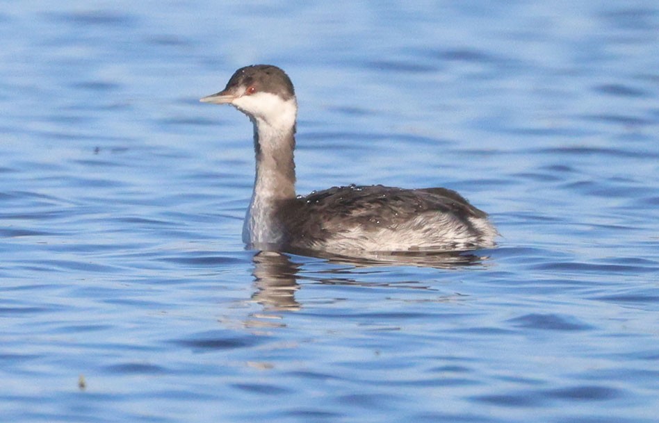 Horned Grebe - ML644501352