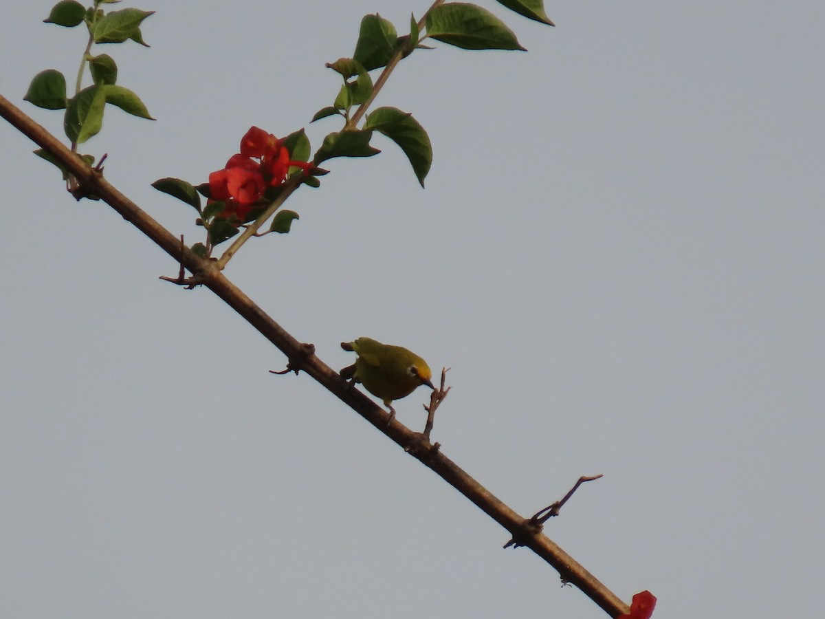 Green White-eye - ML644501354
