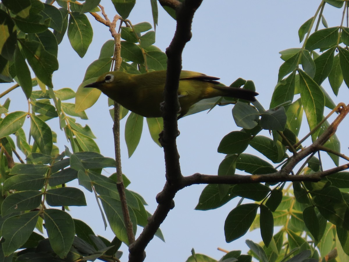 Green White-eye - ML644501355