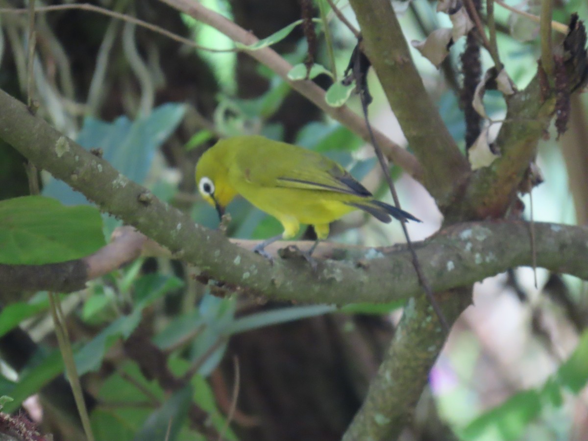 Green White-eye - ML644501356