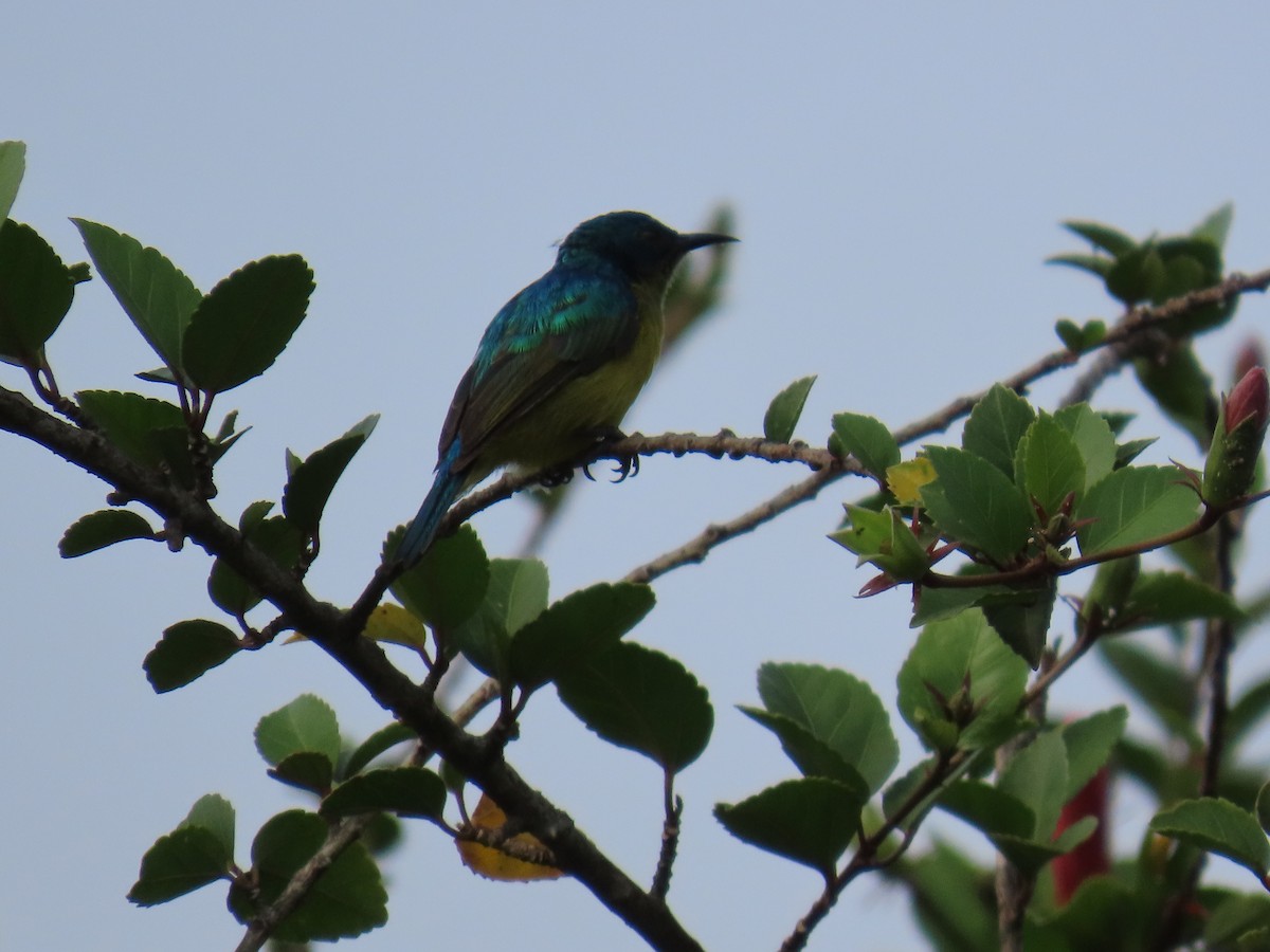 Collared Sunbird - ML644501363