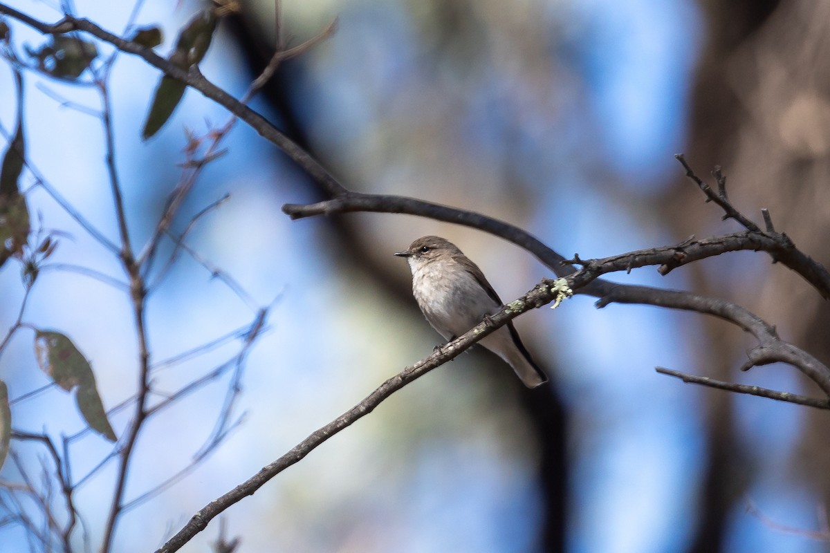 オジロオリーブヒタキ - ML644501367