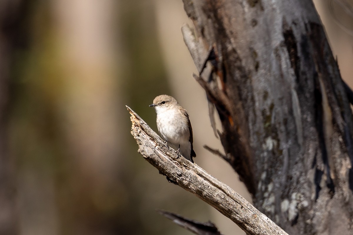 オジロオリーブヒタキ - ML644501368