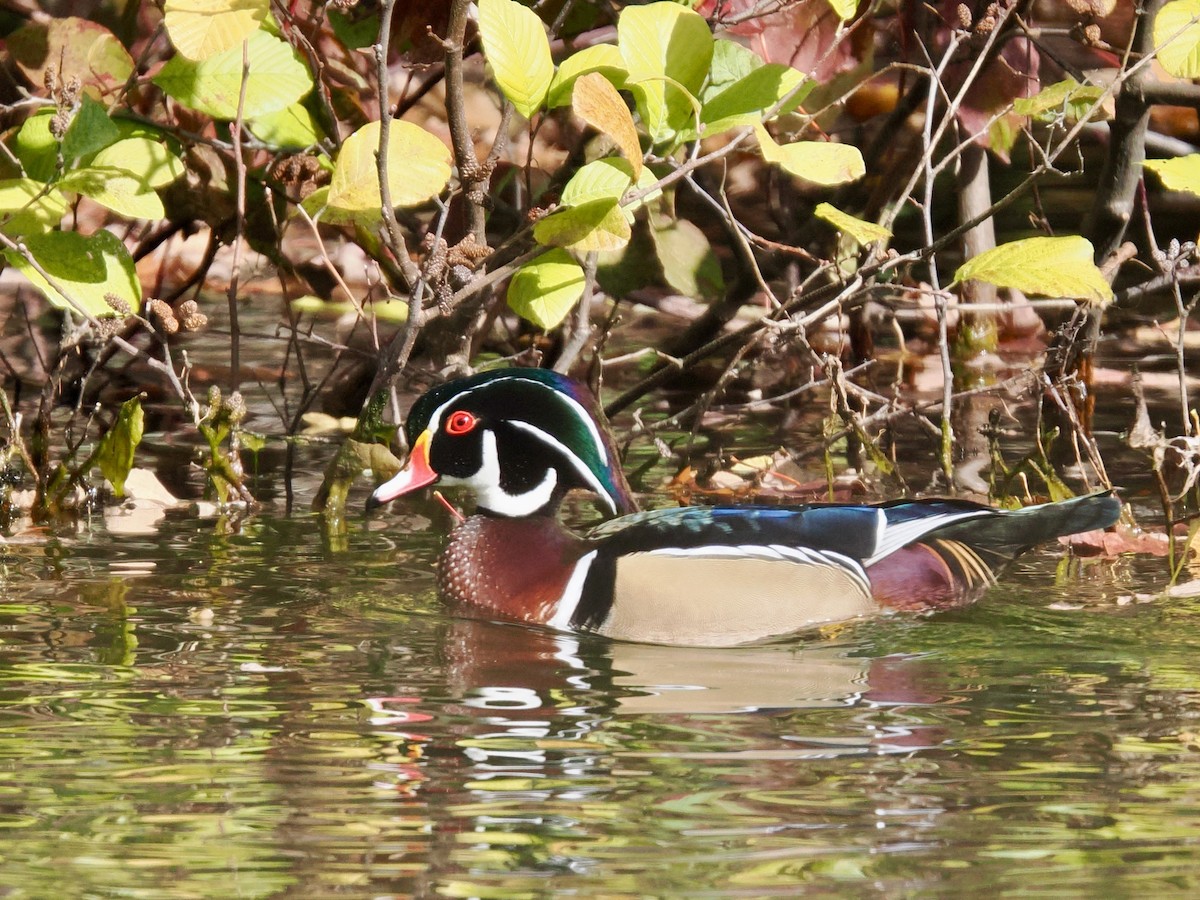 Wood Duck - ML644501379