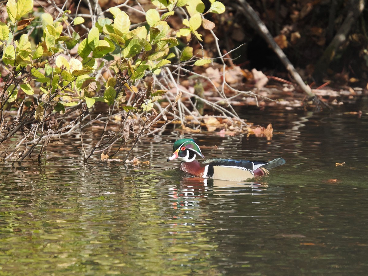 Wood Duck - ML644501383