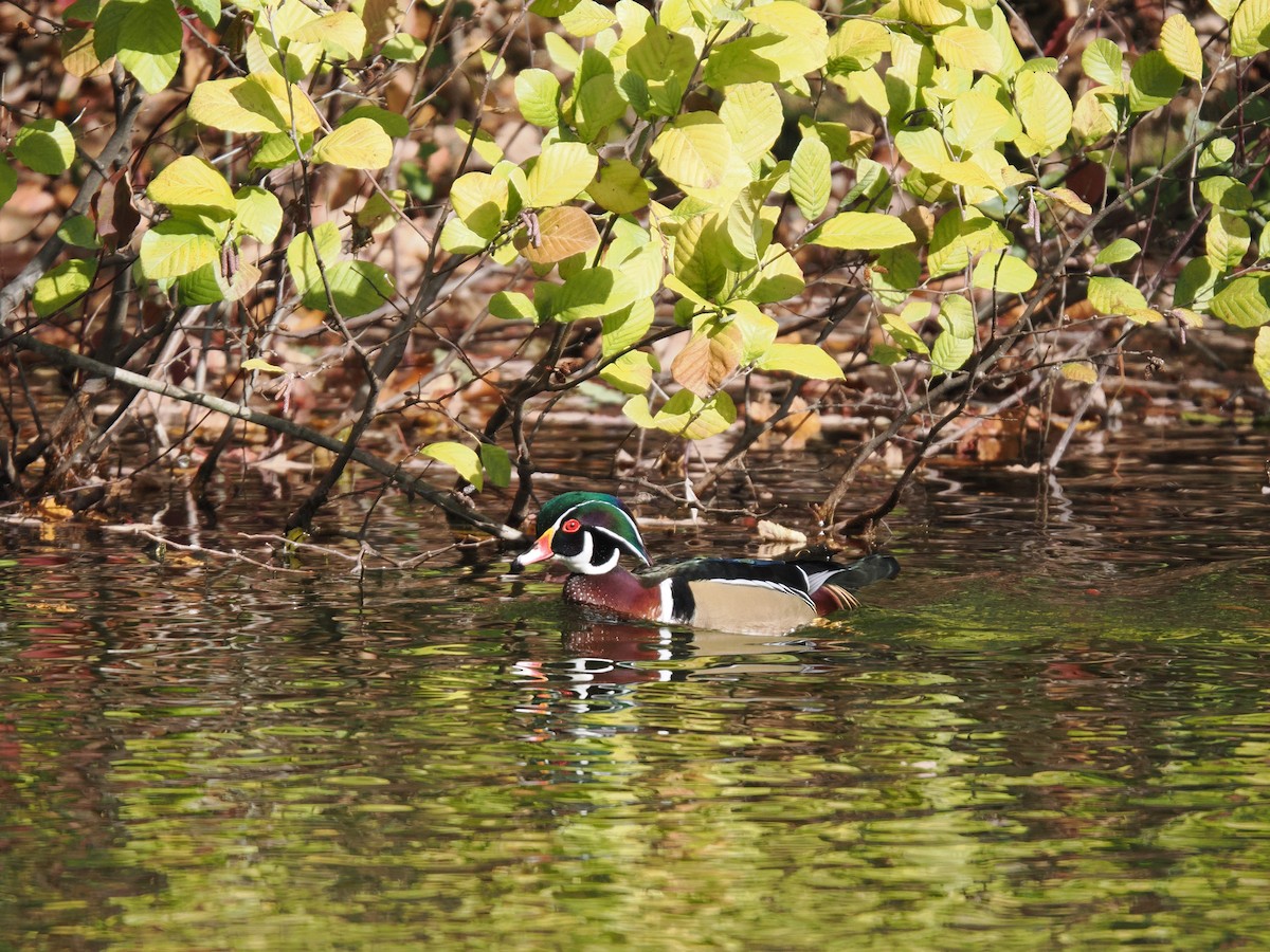 Wood Duck - ML644501384