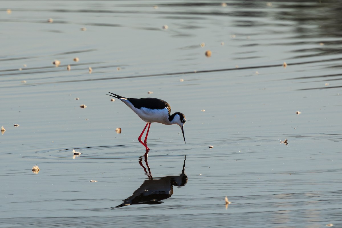 Кулик-довгоніг американський - ML644501385