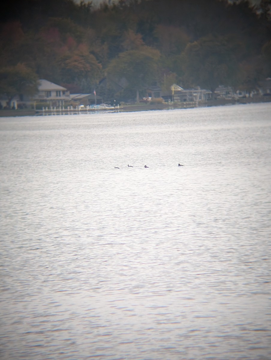 bøffeland - ML644501387