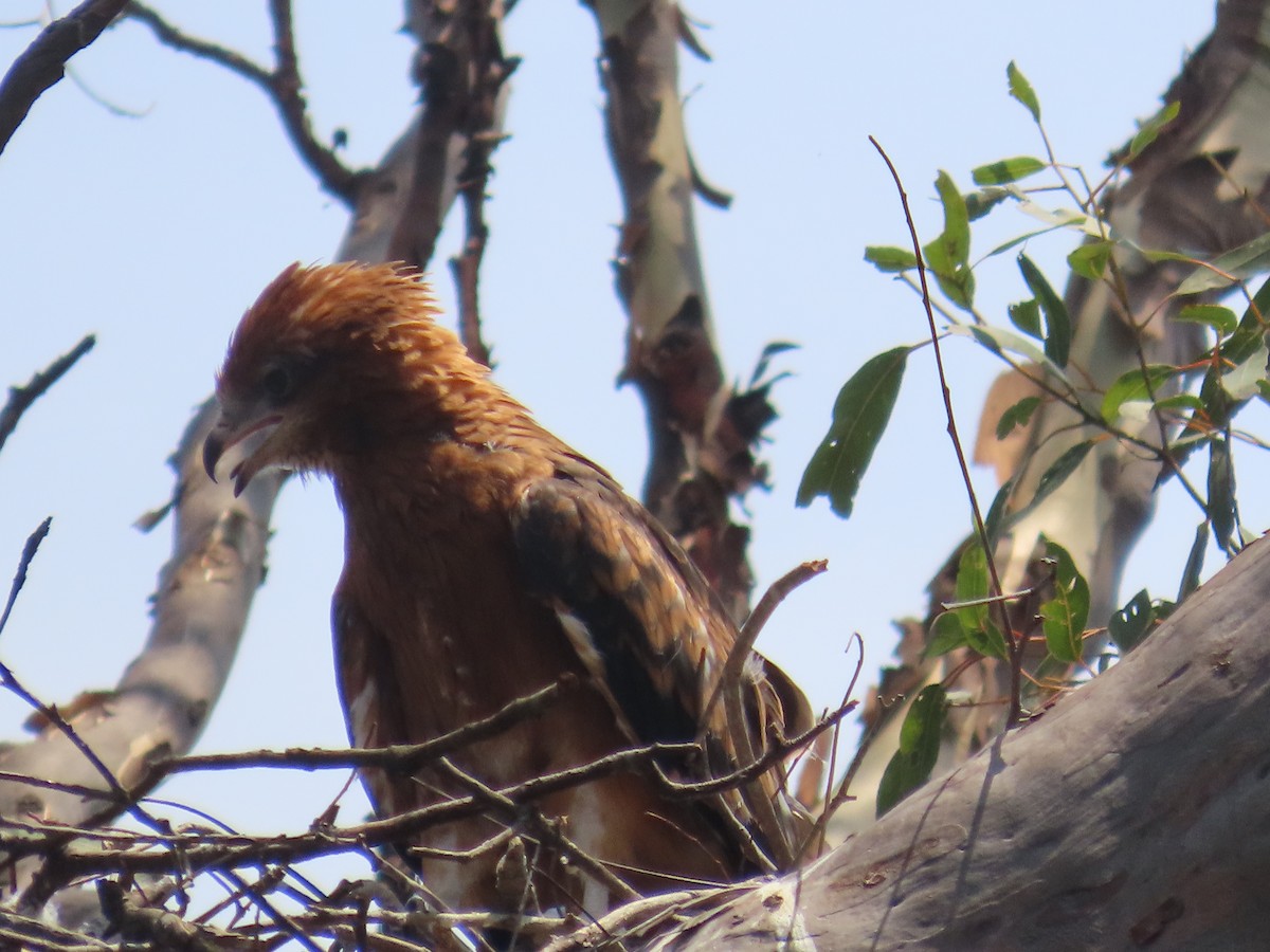 Square-tailed Kite - ML644501388
