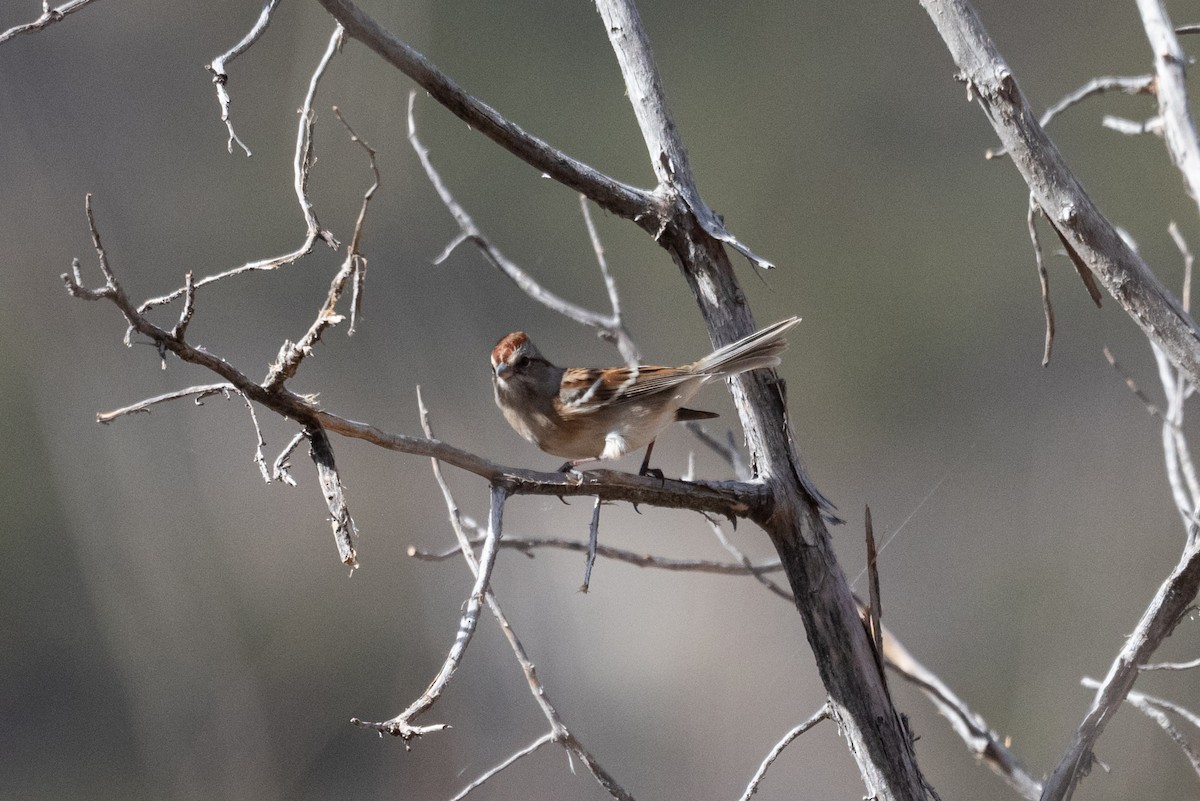 Hudson Körfezi Serçesi - ML644501390