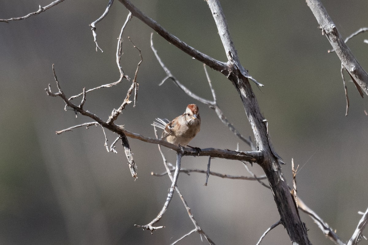 Hudson Körfezi Serçesi - ML644501393