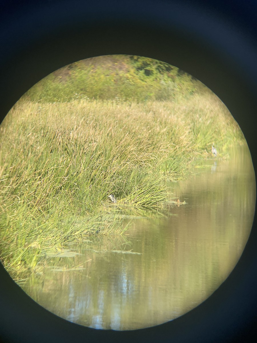 Bihoreau gris - ML644501413