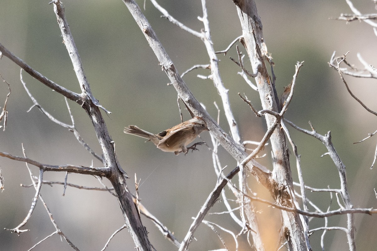 Hudson Körfezi Serçesi - ML644501415