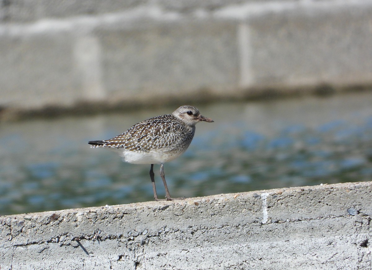 Сивка морська - ML644501422