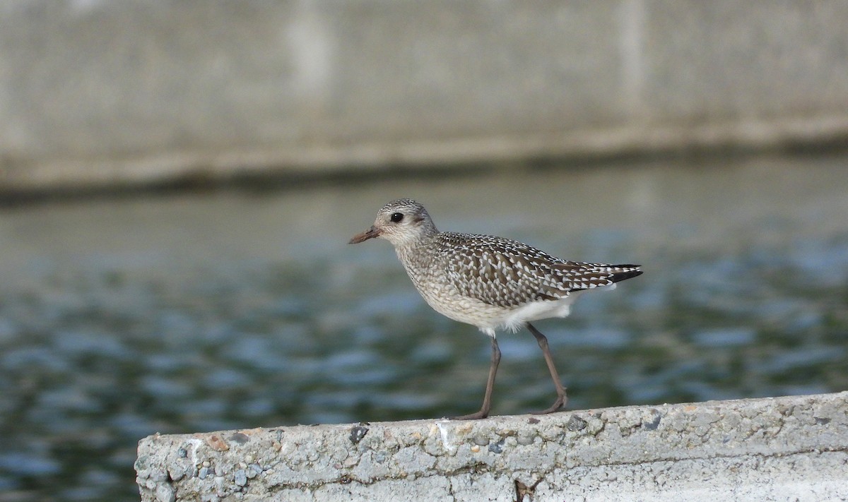 Сивка морська - ML644501423