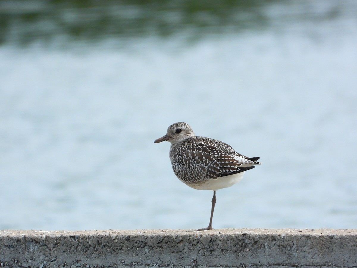 Сивка морська - ML644501424