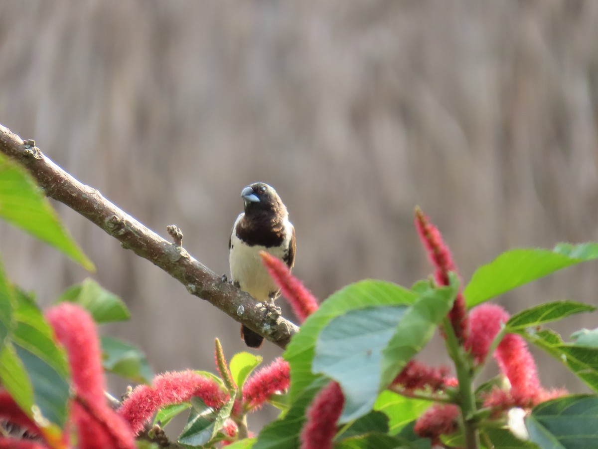 Kleinelsterchen - ML644501426