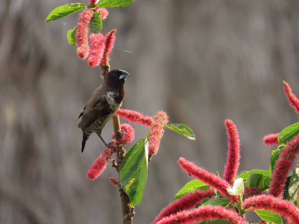 Kleinelsterchen - ML644501428