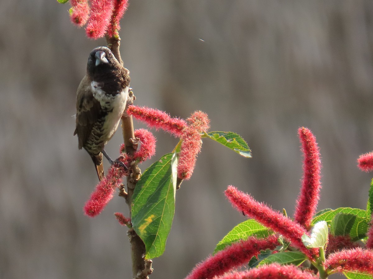 Kleinelsterchen - ML644501429