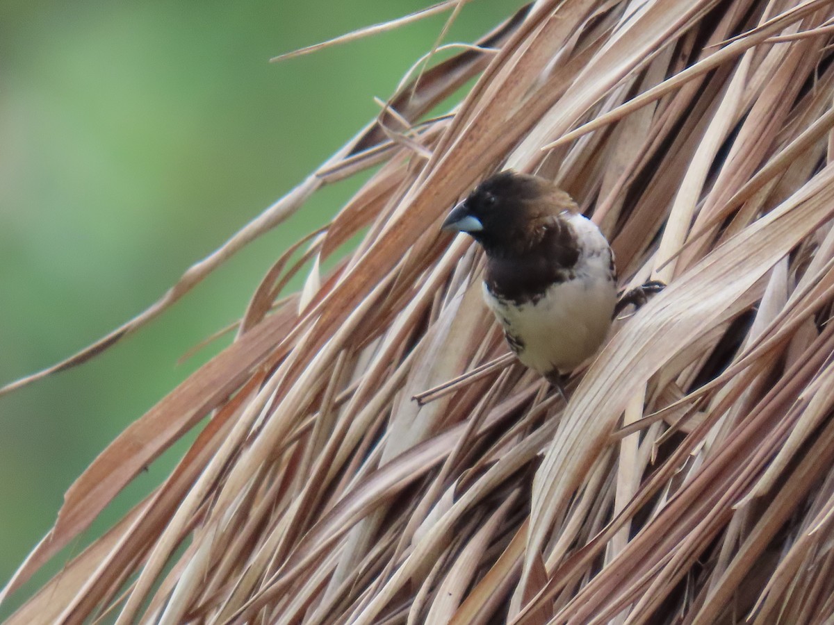 Kleinelsterchen - ML644501430