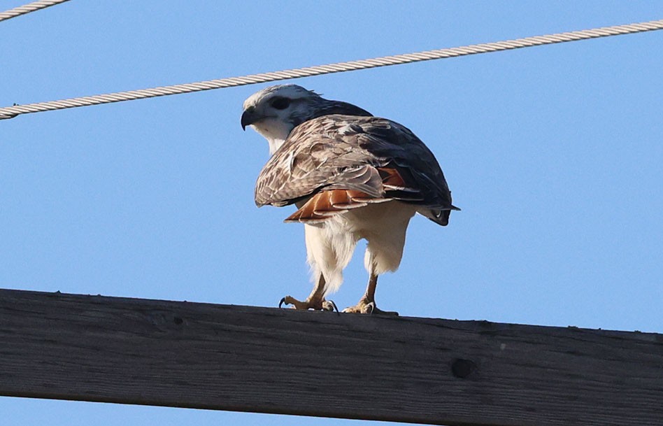Red-tailed Hawk - ML644501441