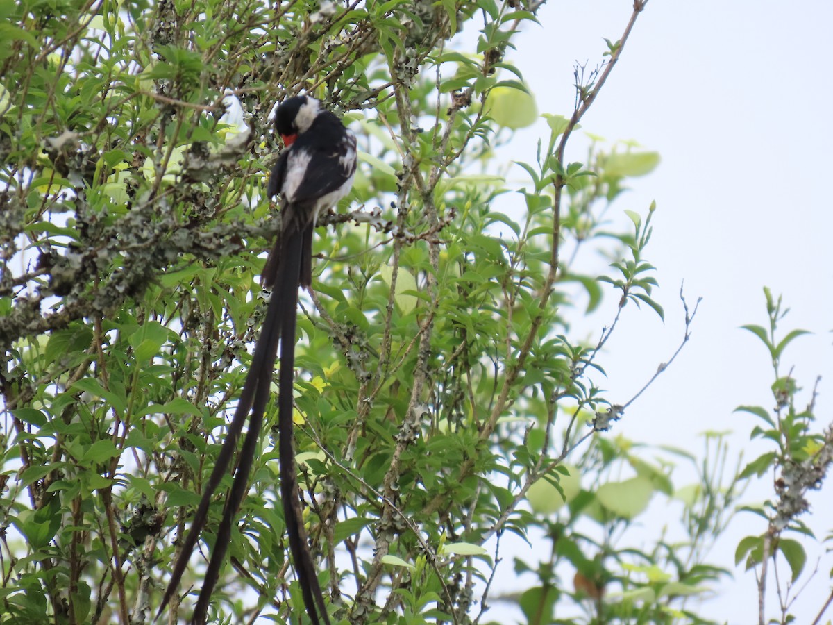 針尾維達雀 - ML644501444