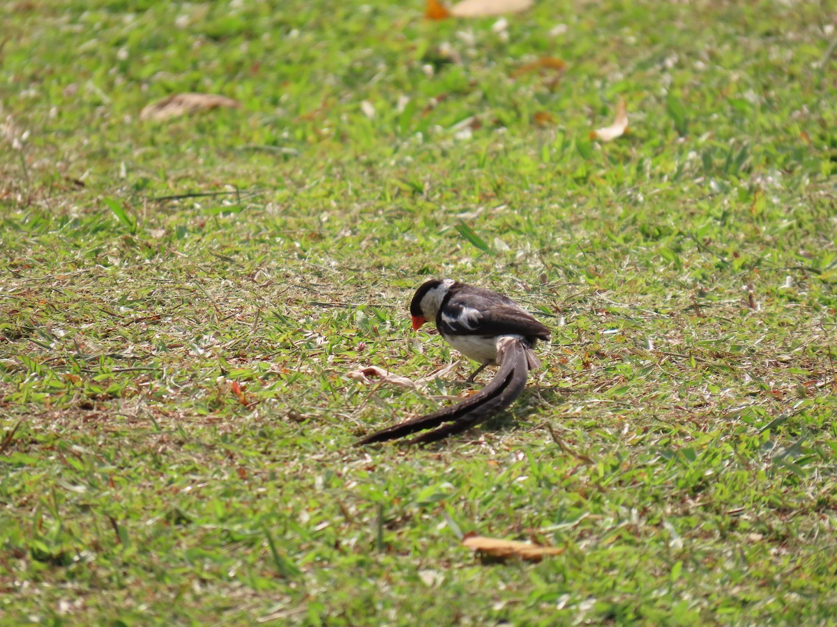 針尾維達雀 - ML644501445