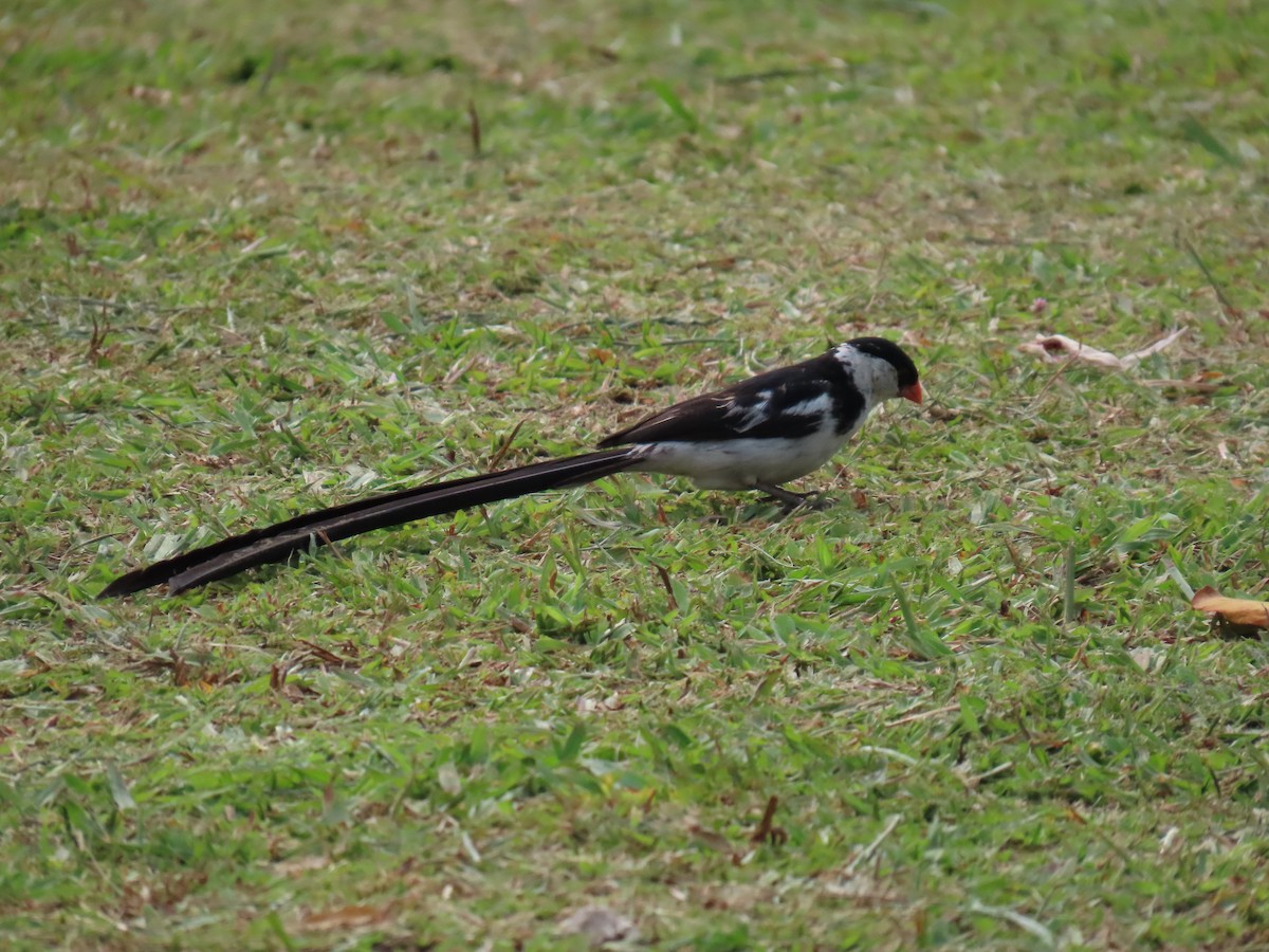 針尾維達雀 - ML644501446