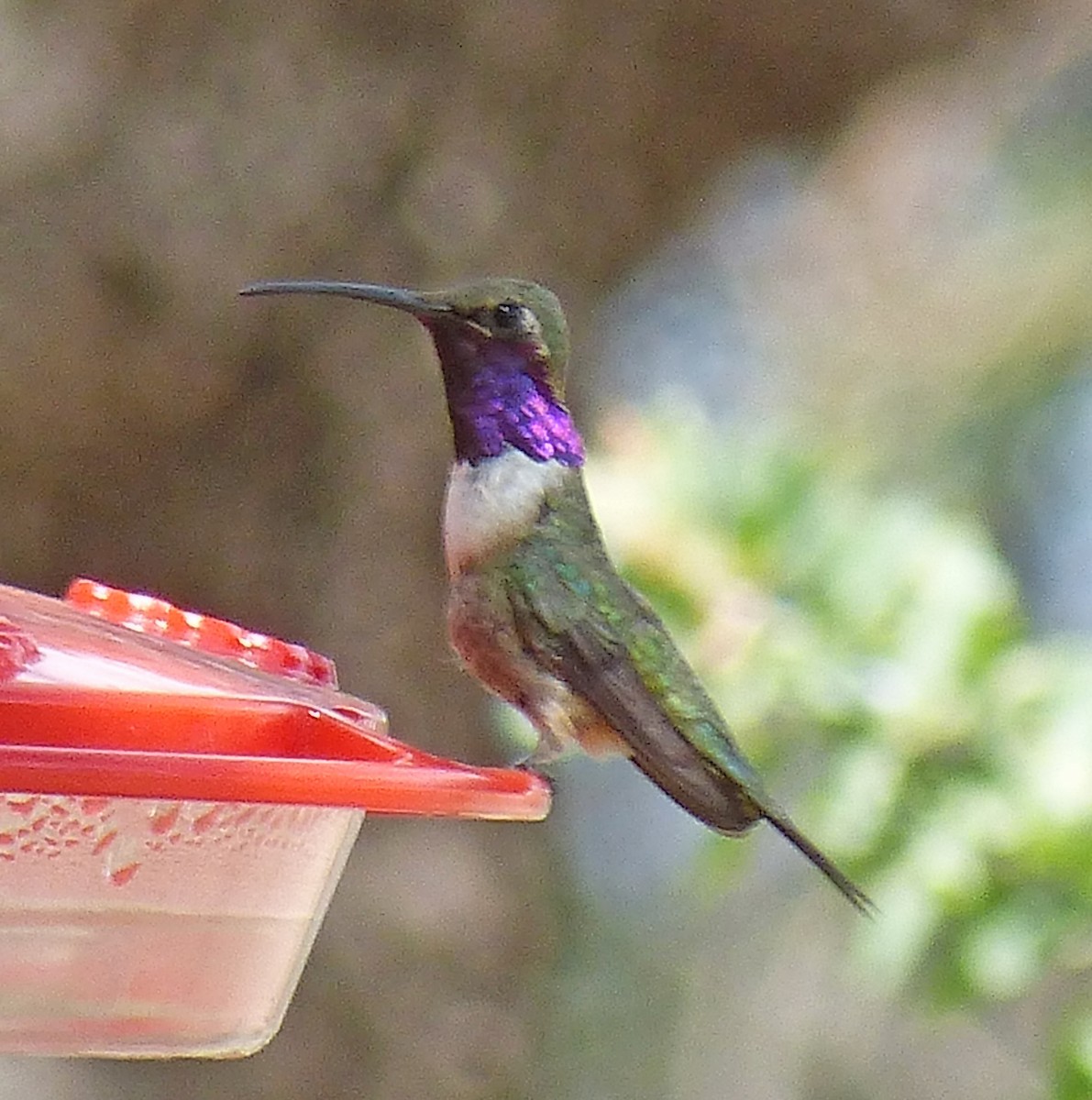 Colibri lucifer - ML644501451