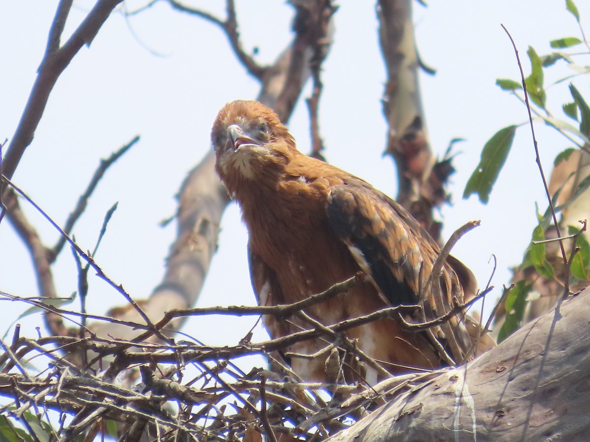 Square-tailed Kite - ML644501453