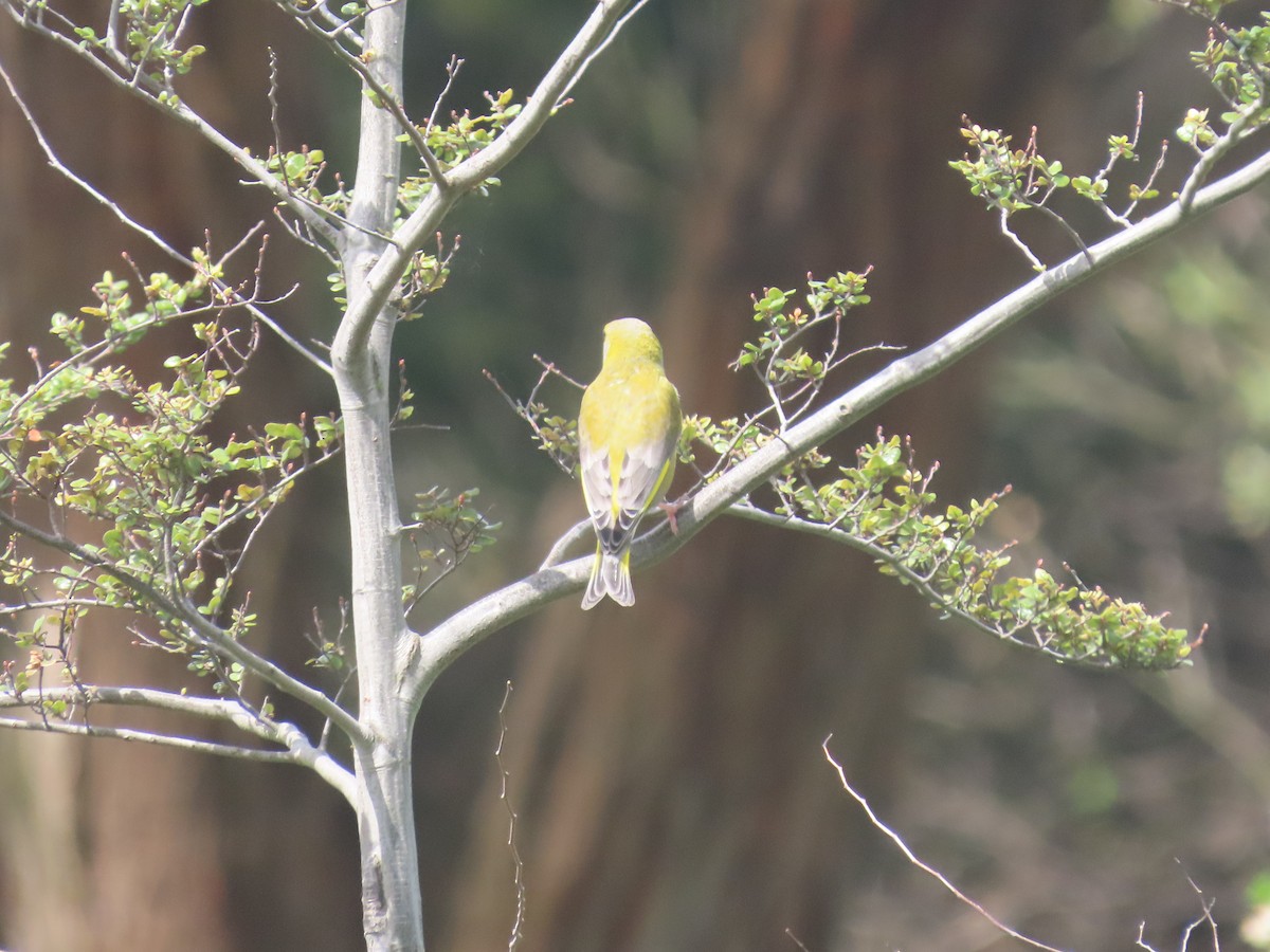 Эгэл ногоолдой - ML644501455