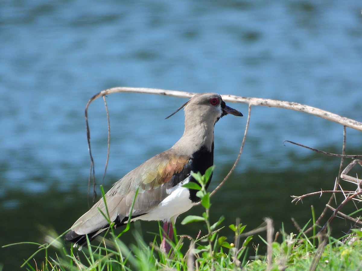 bronsevipe - ML644501457